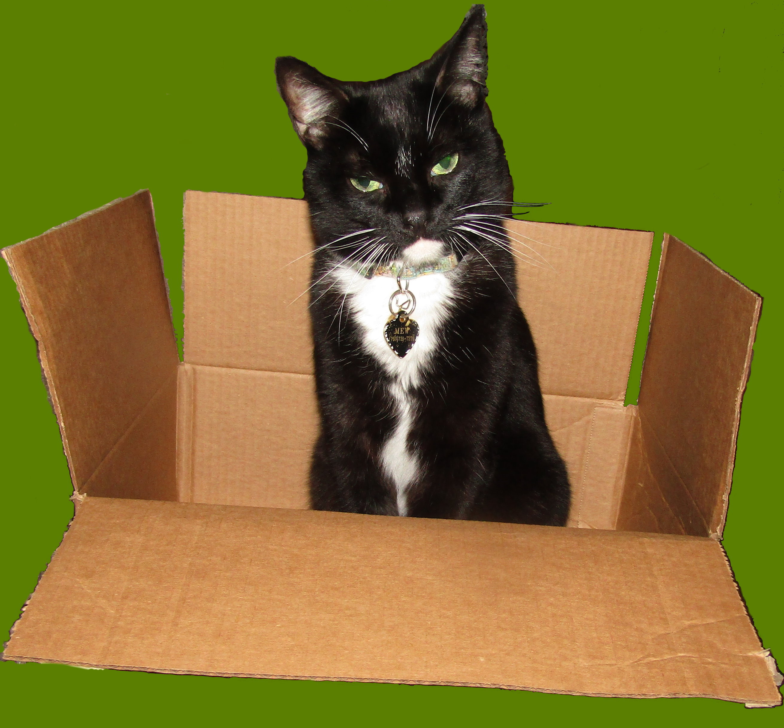 Schroedinger's Cat? Not! Schroedinger's Cat? Not!