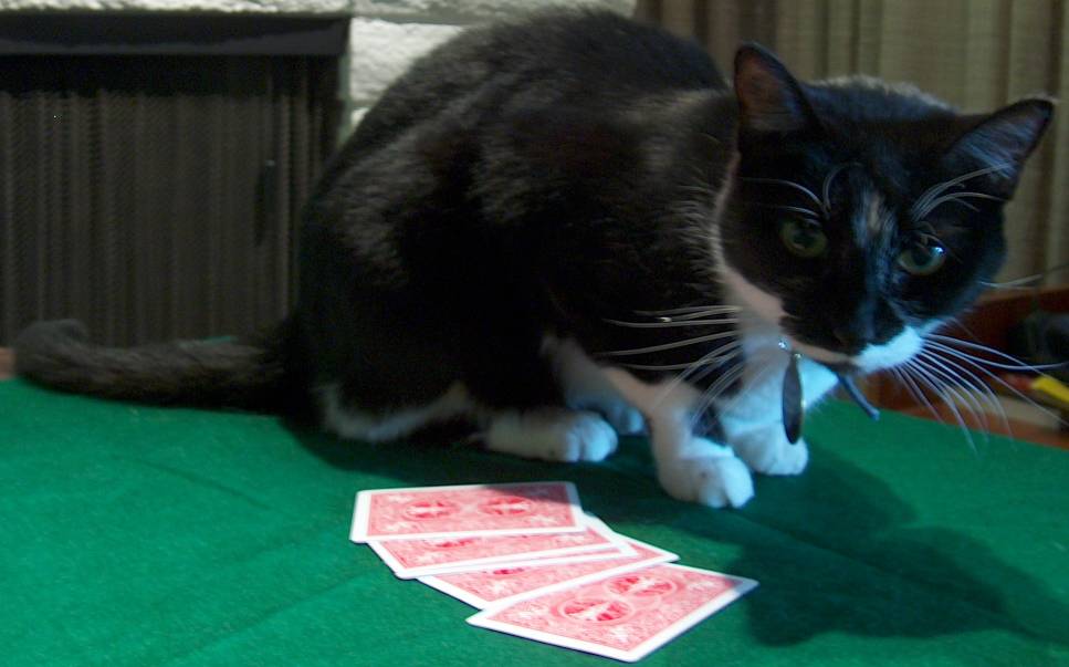 Wanna play cards?